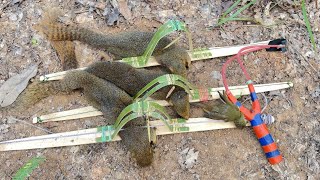 Create amazing squirrel trap to catch squirrel work 100 trap [upl. by Zoeller]