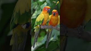 Sun Conure Facts Your Ultimate Guide to These Colorful Parrots 🌞🦜 [upl. by Dianna]