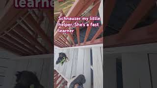 Schnauzer loves to help schnauzermini shortsfeed viralshortvideo ilovemyschnauzer [upl. by Madox]