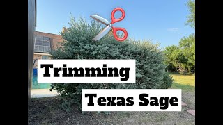 Trimming Texas Sage ✂️ [upl. by Anairdna382]