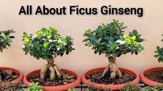 All about Ginseng ficus Best ficus bonsai Ginseng ficus ki saari jaankari [upl. by Erek]