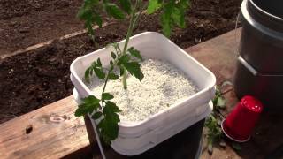 Starting Up Hydroponic Dutch Bucket Tomatoes [upl. by Eat384]