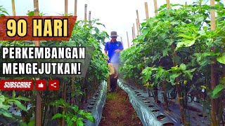 90 Hari Tanam Cabe  Hasil Mengejutkan [upl. by Daffy806]