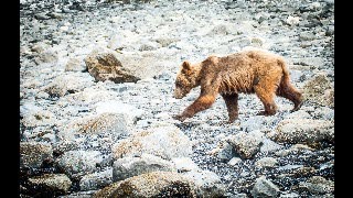 Alaskan Summer [upl. by Donnenfeld]