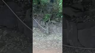 Mongooses fight back against a python natureismetal keepnaturemetal [upl. by Eniamrahs]