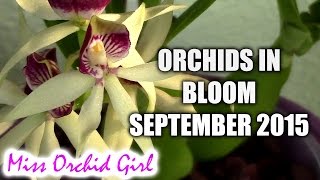 Orchids in bloom September 2015 [upl. by Martsen]