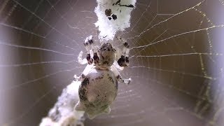 White Cyclosa Trashline Spider Araneidae [upl. by Nolie]