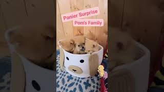 Babys Pomeraniens poméranien chiens puppy pets spitz chiot pomeranian puppy [upl. by Ameehs]