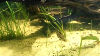 Synodontis lace catfish in the 100g [upl. by Grani]