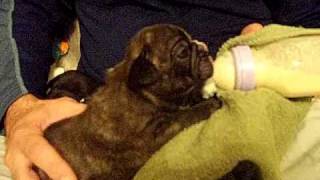 Bottle Feeding Puppies French Bulldog Puppies  wwwallstarfrenchbulldogscom [upl. by Resee]