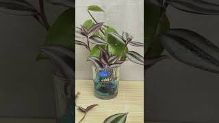 Green leaf plant ☘️indoorplants houseplants ytshorts [upl. by Maje]