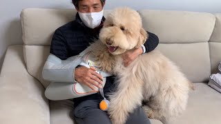 Big Fluffy Dog Cries When Reunited With Sick Dad [upl. by Eahsram117]