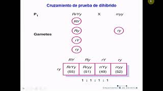 Genética T3B Herencia mendeliana 2a Ley  Biología Celular y Tisular [upl. by Susanne727]