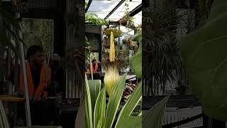 The Corpse Flower  corpse plant corpseplant corpseflower flowers decades plants [upl. by Pokorny318]