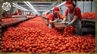 Harvesting Millions Of Tons Of Tomatoes To Produce Delicious Tomato Ketchup And Canned Tomatoes [upl. by Sarina]