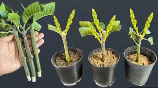 How To Grow Mango Tree From Cuttings  Very Easy And Simple Techniques [upl. by Stultz214]