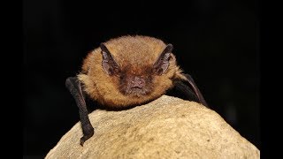 Soprano pipistrelle  Pipistrellus pygmaeus cyprius  Cyprus [upl. by Ahsian704]