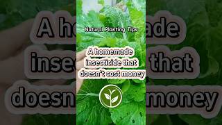 A homemade insecticide that doesn’t cost money plants shortvideo garden youtubeshorts howto [upl. by Abihsat]