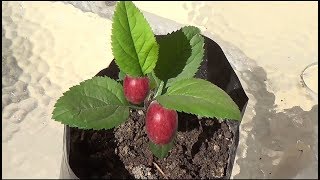 Como sembrar semillas de manzana para obtener una planta [upl. by Bicknell]