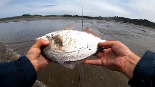 Redtail surf perch fishing in WA  When where and how [upl. by Aunson]