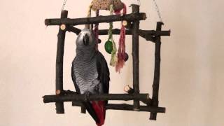 SPRECHENDER PAPAGEI  SEHR LUSTIGER VOGEL SUPER FUNNY TALKING AFRICAN GREY PARROT [upl. by Shulins644]