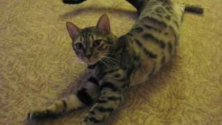 Bengal Cat Jasmine wakes up talkingm4v [upl. by Teerell]