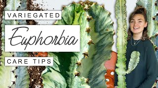 Variegated Euphorbia TIPS  TRICKS 🌵 Complete Care Guide For Euphorbia Variegata [upl. by Calandria]