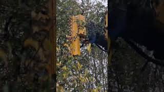 Hedge cutting with BERKY and Komatsu brushcutter excavator excavatorattachments brushcutter [upl. by Delogu]