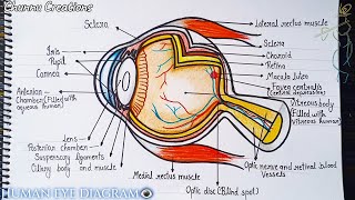 How to draw a human eye diagram in a very easy way Human eye diagram step by step [upl. by Aleafar]