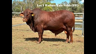 LOT 1 WALLACE VALE NOAH PP [upl. by Argus]