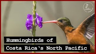 Identifying Costa Rican HUMMINGBIRDS of the North Pacific [upl. by Ilenna]