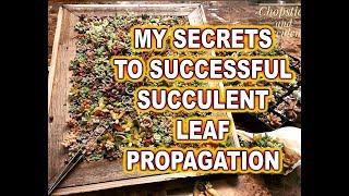 How to successfully propagate succulents from leaves [upl. by Nashner]