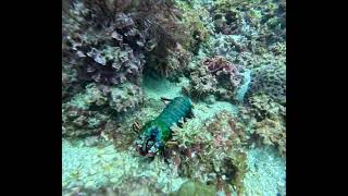 Peacock mantis shrimp [upl. by Iveksarap]