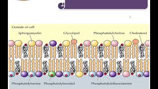 Chemistry of Lipids Glycolipids and Phospholipids [upl. by Yelknirb]