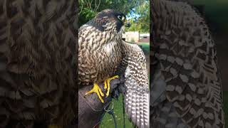 IMPRINT PEREGRINE TIERCEL [upl. by Bamberger]