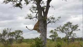 Epic video of lions vs hyenas [upl. by Aenit390]