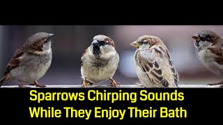 Sparrows Chirping Sounds While They Enjoy Their Bath [upl. by Lorelei]