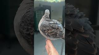 Oriental Adamawa Turtledove hybrid …hand raised [upl. by Adlig]