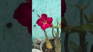 Adenium  First Bloom  Seedlings [upl. by Brelje]