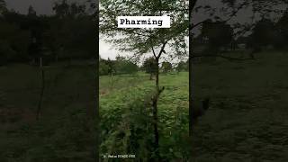 pharming status video my khet on the pharming status [upl. by Nohsyt]