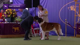 Saint Bernards  Breed Judging 2024 [upl. by Ikkela416]