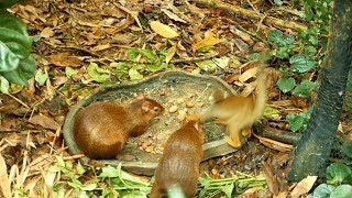 Agouti Animal  Squirrel Monkey Video  Animal Funny Video  Monkey and Agouti Rodent video [upl. by Aknayirp]