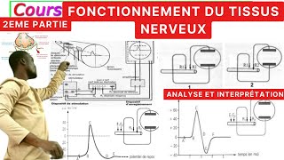 SVTFonctionnement du tissus nerveux2èPartiePotentiel dActionRepos [upl. by Vergos]