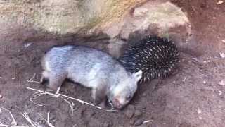 Wombat joey meets an echidna [upl. by Desimone]