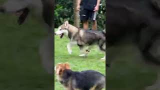 Alaskan Malamute Benigna Cullen  45 Months Corgi Benigna Cruz amp Benigna Bianca  6 Months🤣👍❤️ [upl. by Ava]