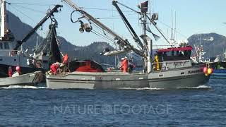 Commercial Fishing Sitka Sound Sac Roe Herring Fishery [upl. by Brody202]