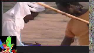 Eritrea best tigre music kedja ademmahamed salh edris Hamid shimbeke shimbeli [upl. by Jankell268]