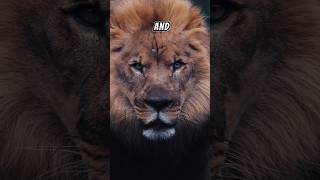 The Lion King lion lionking wildlife jungle hunting facts [upl. by Donahue974]