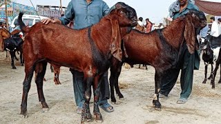 Bakra Mandi Sahiwal ki update beetal breeder bakry 03124058010 Altaf goat farm [upl. by Nylrats]