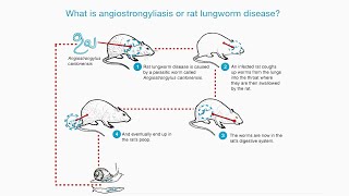 What is Rat Lungworm Angiostrongylus Disease [upl. by Atilrahc]